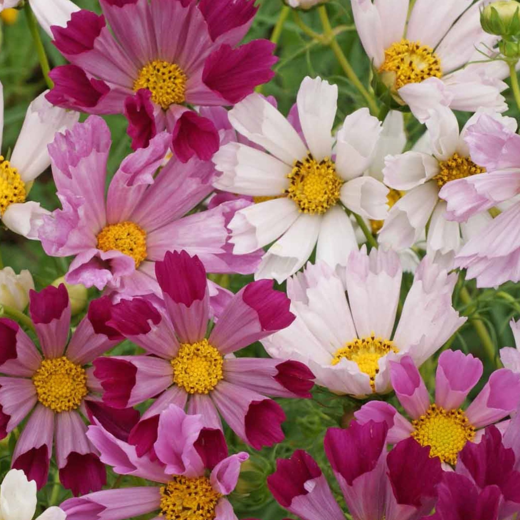 Cosmos Seeds - Sea Shells - 1 Oz ~3,400 Seeds - Buy Non-GMO, Heirloom, Bulk Farm & Gardening Seeds Online, Cosmos Bipinnatus - H